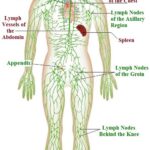 Lymphatic Drainage