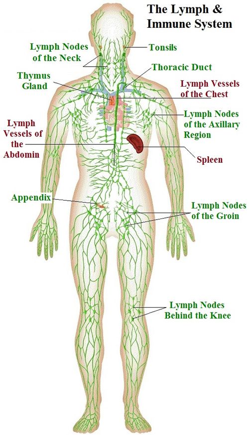 Lymphatic Drainage (Randburg)